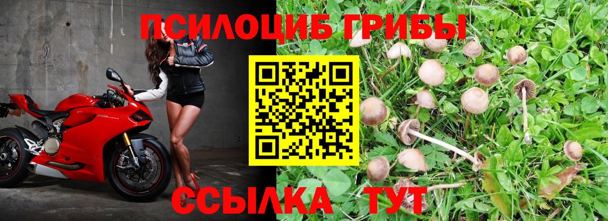 Псилоцибиновые грибы мицелий Кыштым